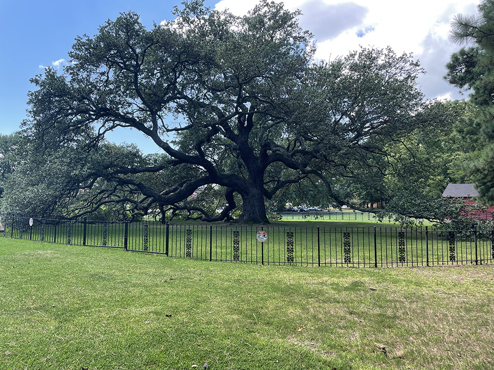 Hampton University Emancipation Oak